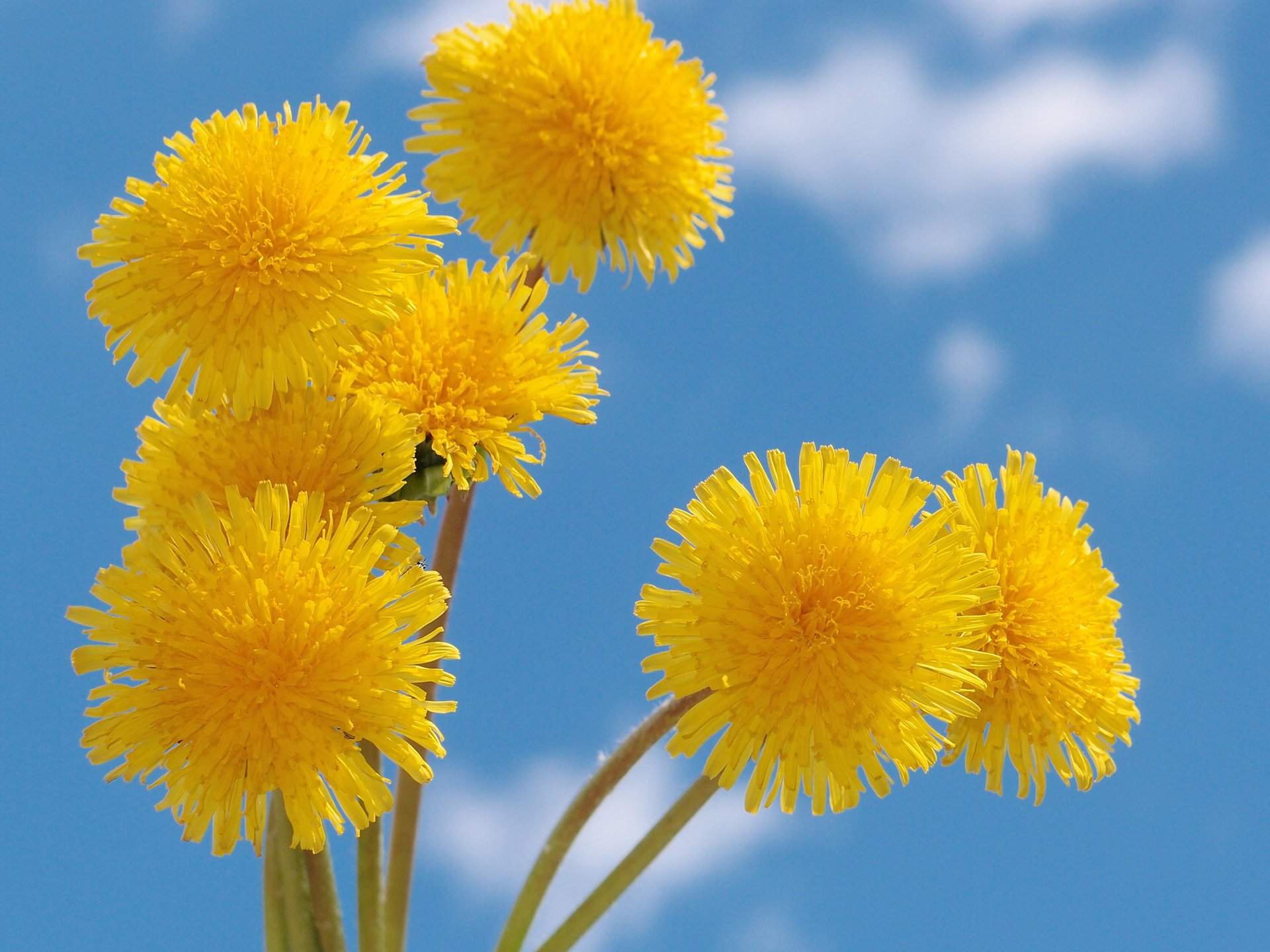 blumen gelb himmel sommer wolken