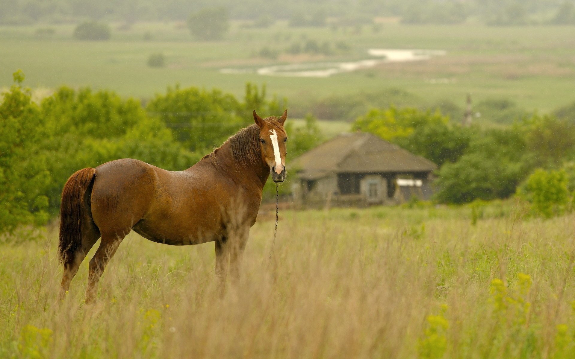 horse rain morning field house