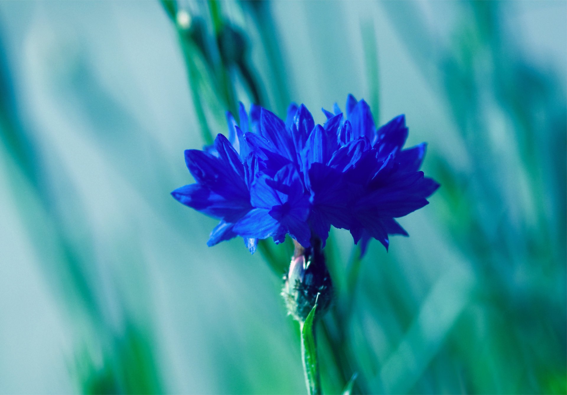 cheveu bleuet macro fleur bleu flou