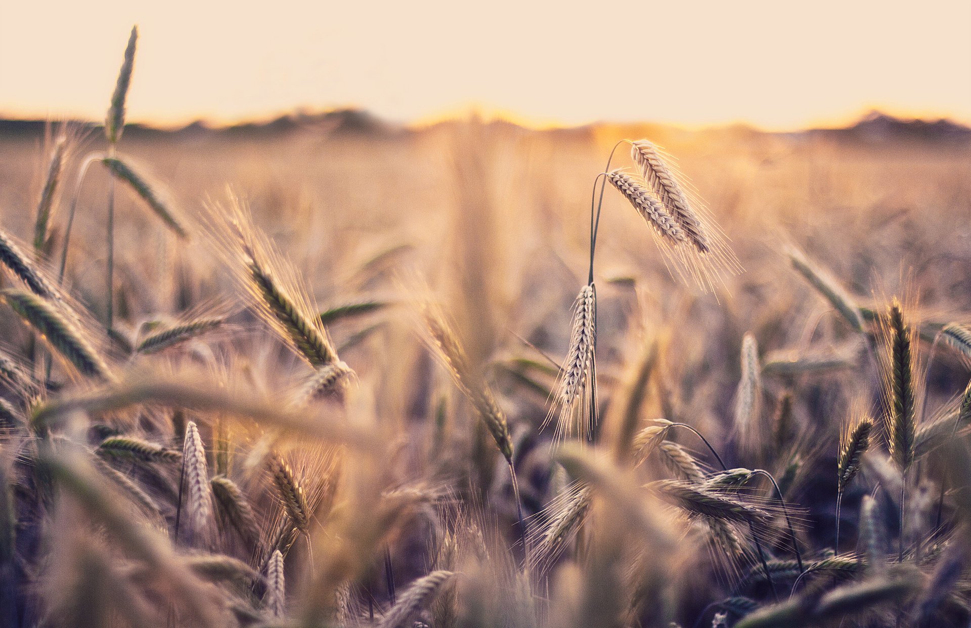 nature field macro photo spikelets wallpaper