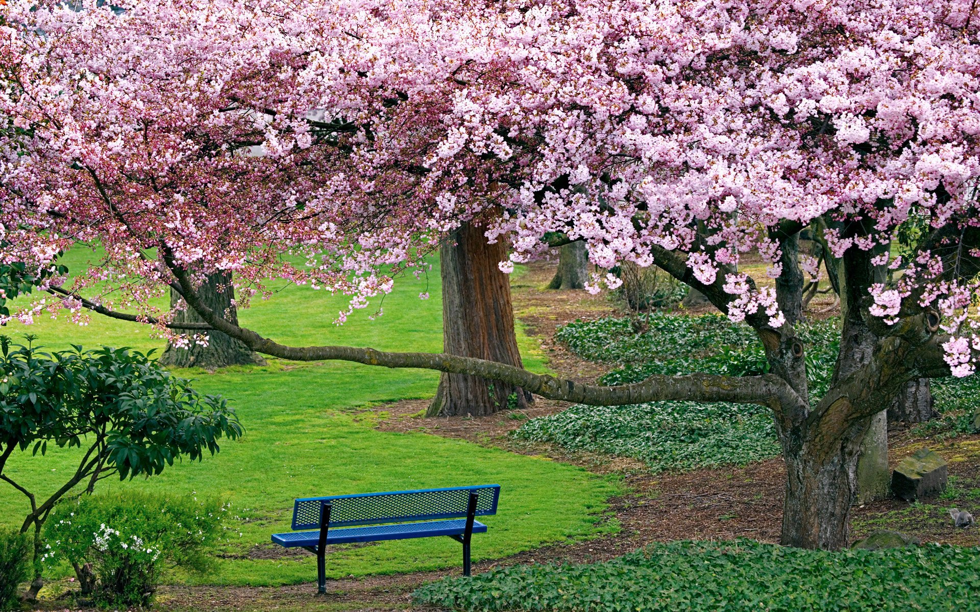 natura ławka park sakura kwitnąca wiśnia drzewa