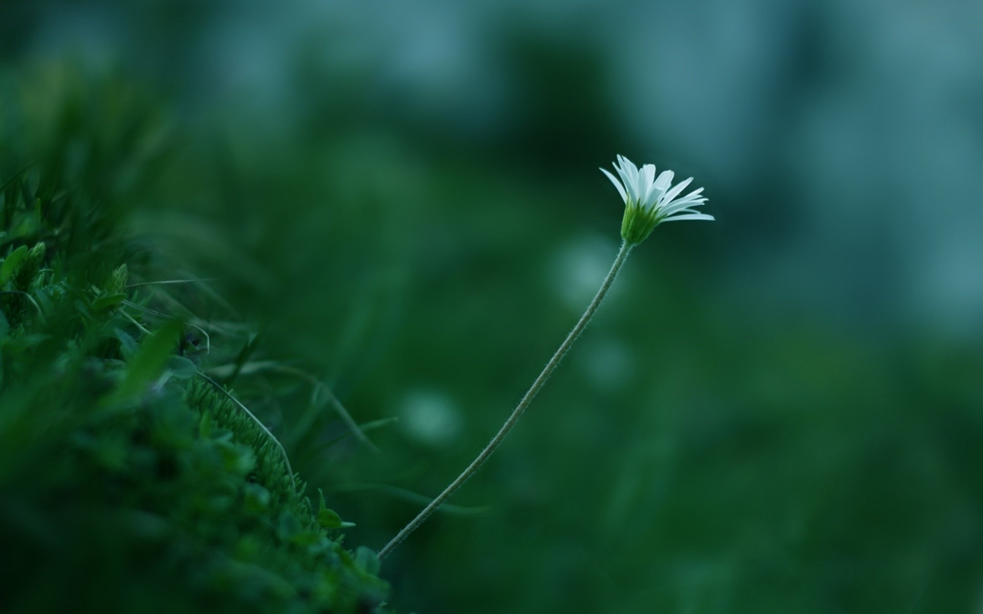 flor color hierba planta verde blanco tallo