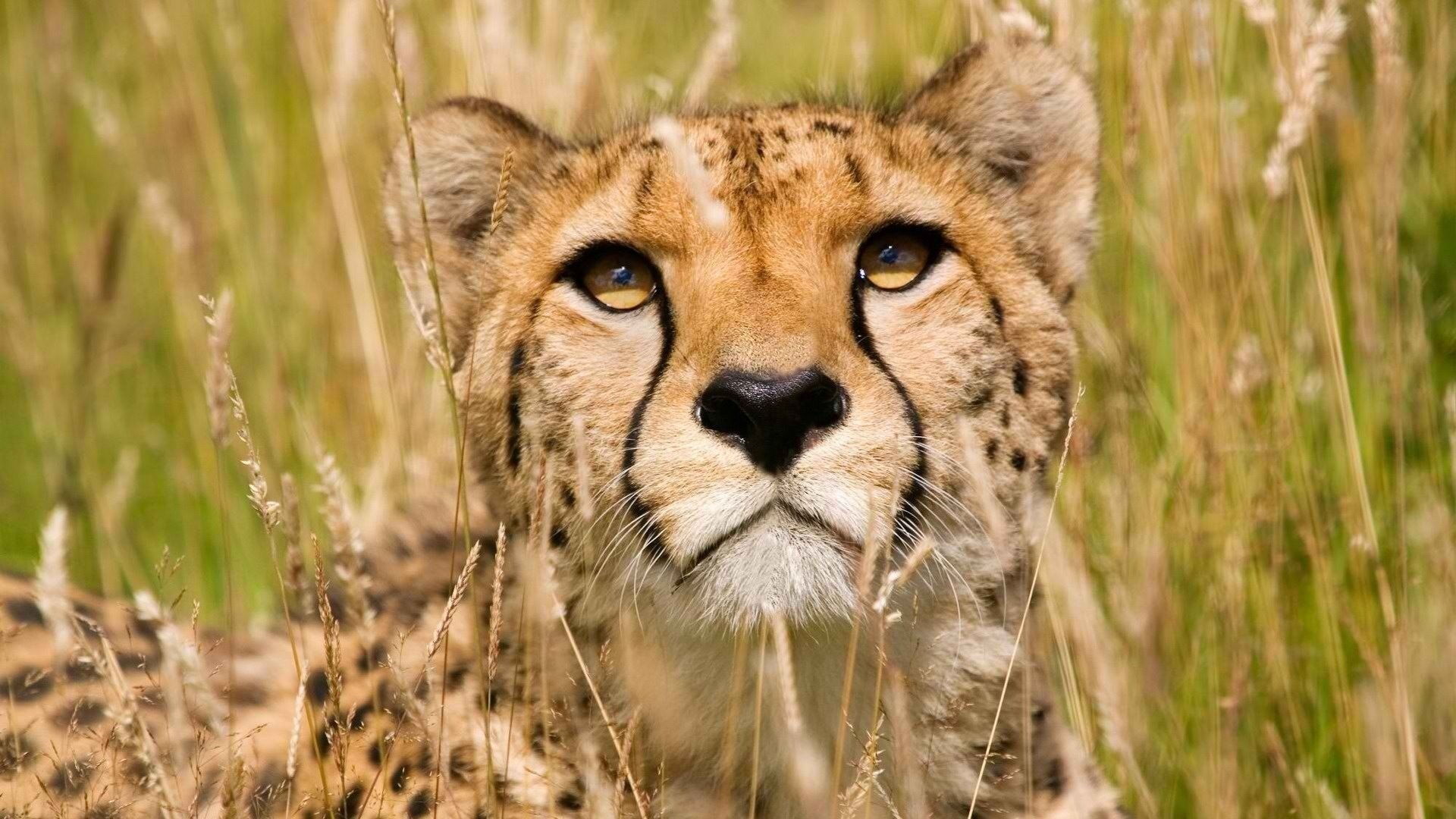 cheetah big cat predator face