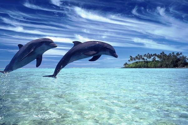 Los delfines saltan del agua contra el hermoso cielo y la isla