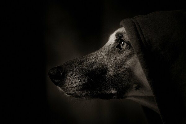 Portrait of a dog in the dark in a hood