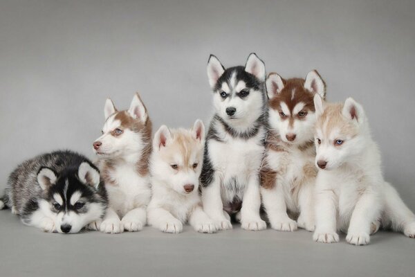 Husky puppies love to be photographed