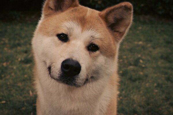 Der treue hund Hachiko sieht dich an