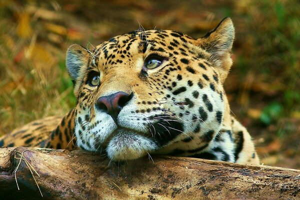 Regard triste d un léopard couché sur une bûche