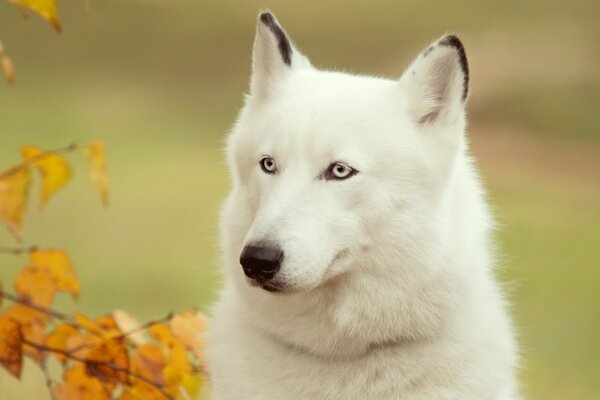 Perro blanco con hojas de otoño