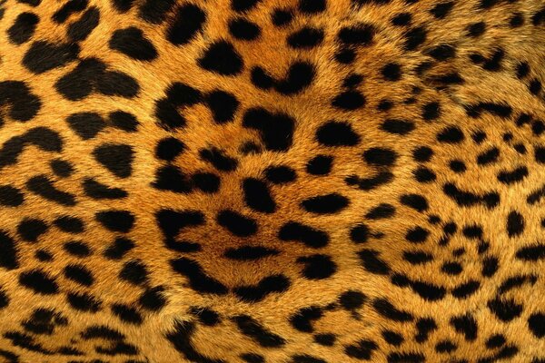 Piel de leopardo con manchas naranjas