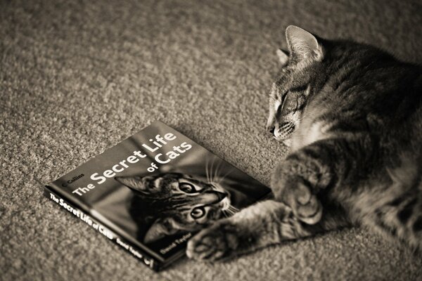 Ein Buch über Dichtungen . Das geheime Leben der Katzen