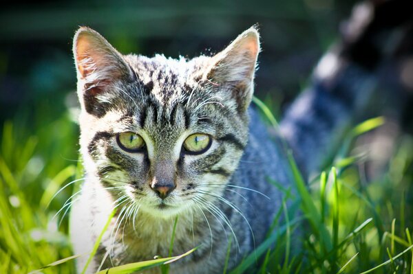 Schöne Katze auf dem Rasen mit intelligenten Gasen