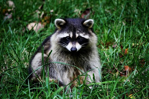 Peludo ladrón enmascarado descansa