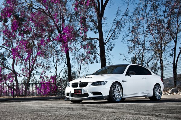 Bmw on the background of trees with purple leaves