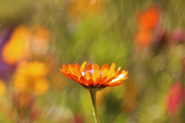 Fleur d orange sur fond flou