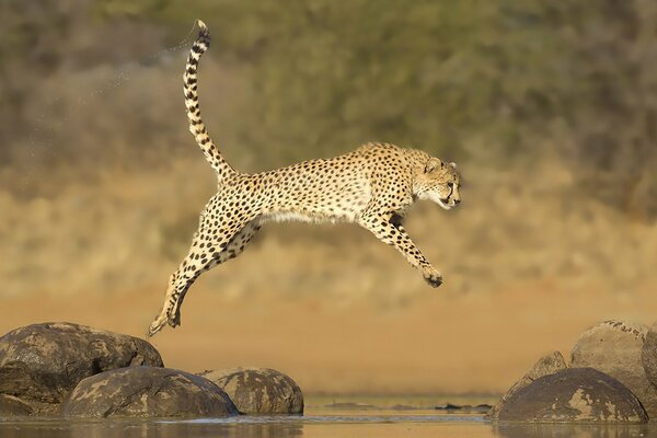 Photo inhabituelle d un guépard dans un saut