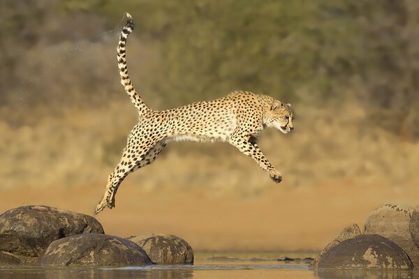 Foto insolita di un ghepardo in un salto