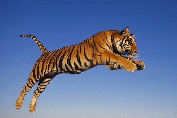 Striped predator s leap against the sky