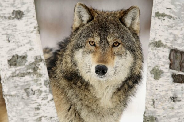 El lobo se asoma de dos abedules