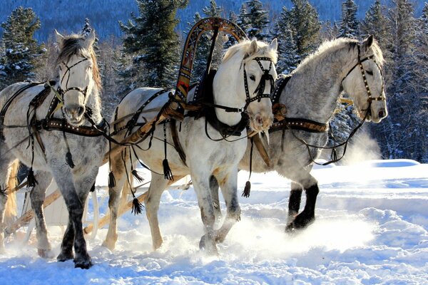 Three white horses on the background of a winter forest