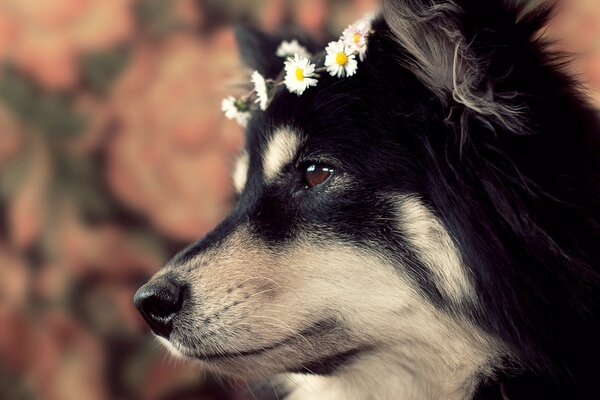 Un cane con una corona in testa guarda in lontananza