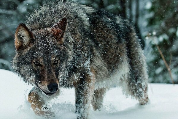 Sentiero invernale del lupo solitario