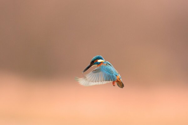 The frozen moment of the kingfisher s flight