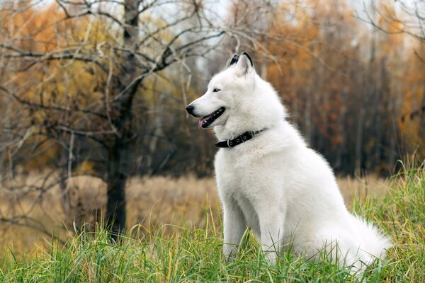 Cane bianco sullo sfondo del paesaggio autunnale