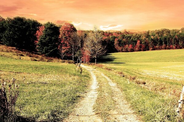 Ein schönes Feld und ein Weg, der in den Herbstwald führt