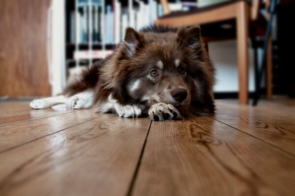 Zu Hause liegt ein Hund auf dem Boden