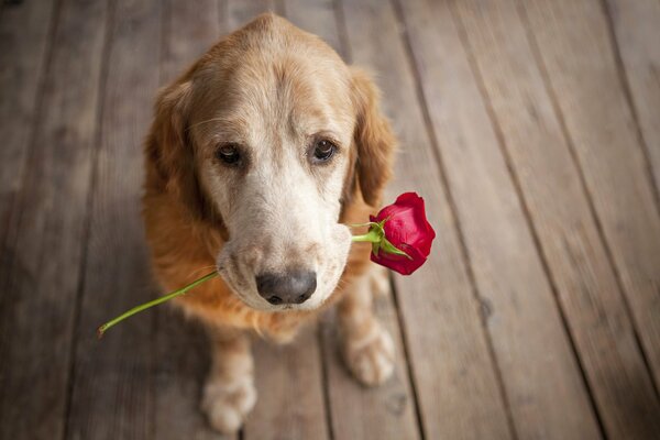 A dog gives a rose like a gentleman