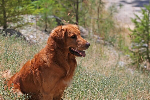 Dans la nature, le chien est un chien de garde Retriever