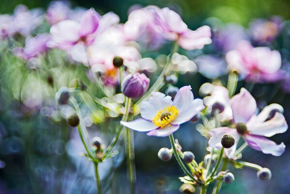 Anemone flowers in the focus of macro light