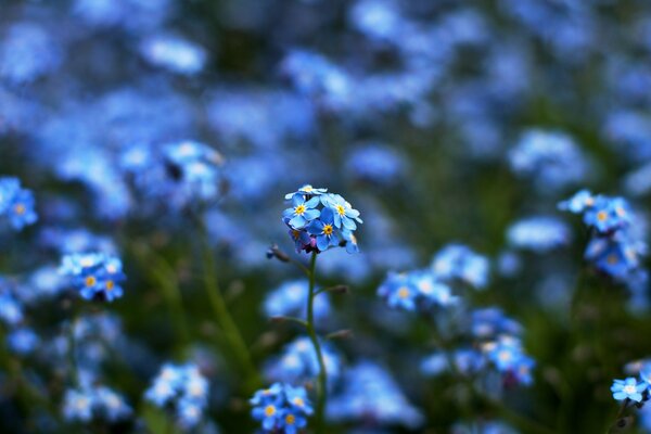 Flores azules fondo borroso