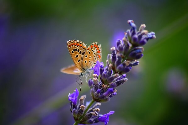 Butterfly on a lavender flower close-up