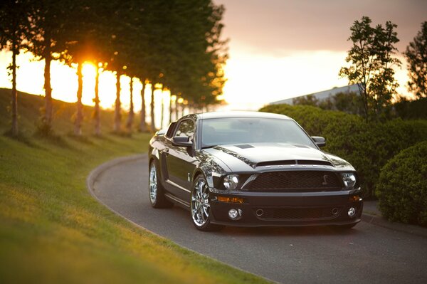 Mustang tra gli alberi al tramonto