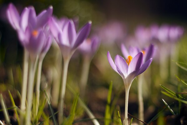 Pétalos de azafrán lila en primavera