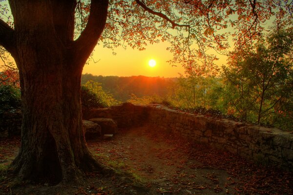 Sol brillante en el horizonte y un poderoso árbol