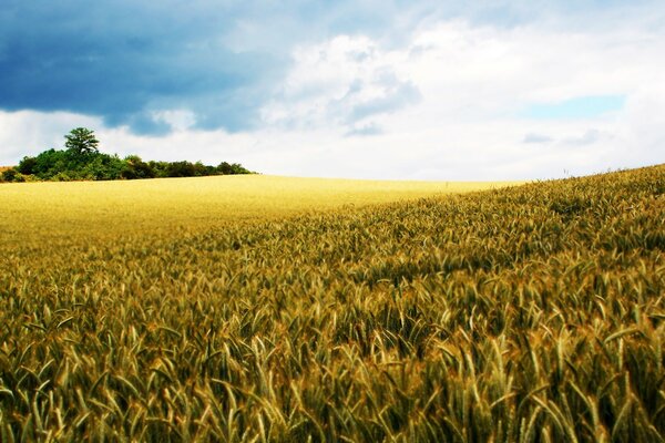 A field of rye under a blue sky