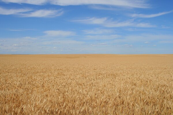 A field of golden rye turning into the sky