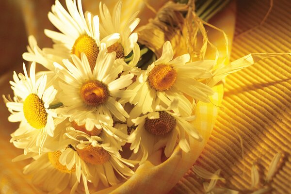 Bouquet de marguerites sur fond jaune