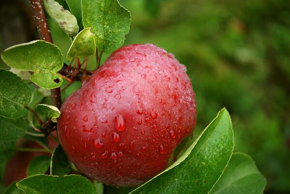 Photo of an apple on a tree after the rain