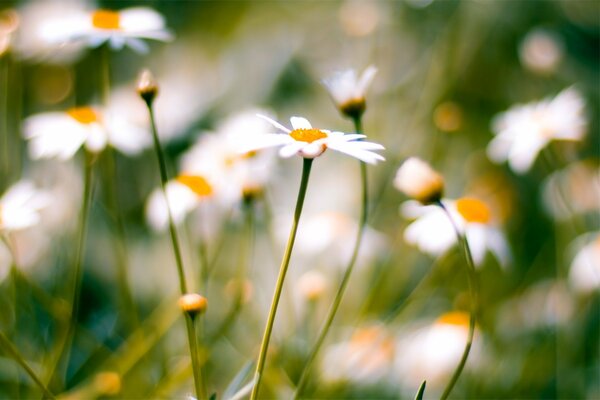 White daisies blurred background
