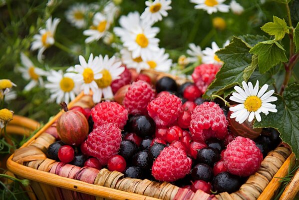 Bacche di lampone, ribes in un cesto e accanto alla camomilla