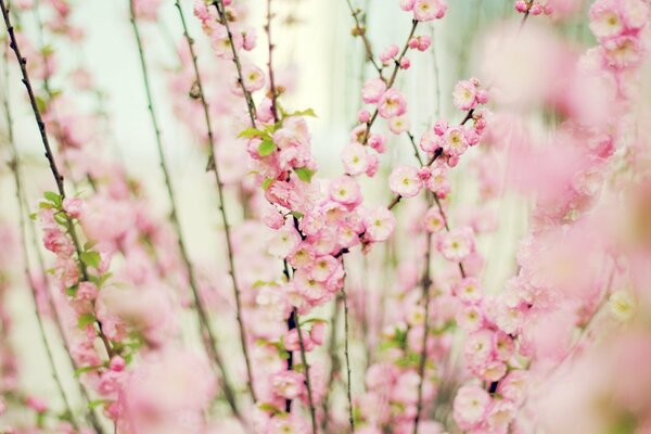 Fiori rosa delicato su sfondo bianco