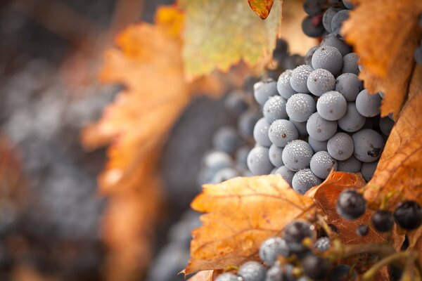 Autumn grapes covered with frost