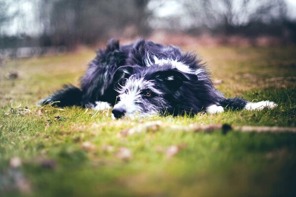 Triste chien déprime au printemps