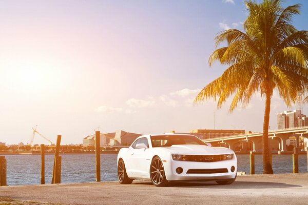 Une chevrolet Camaro blanche se dresse sur le front de mer près de Palma