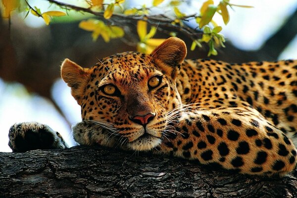 A spotted leopard is lying on its paws on a tree
