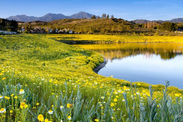 Ein Sommersee, umgeben von Gras und Blumen